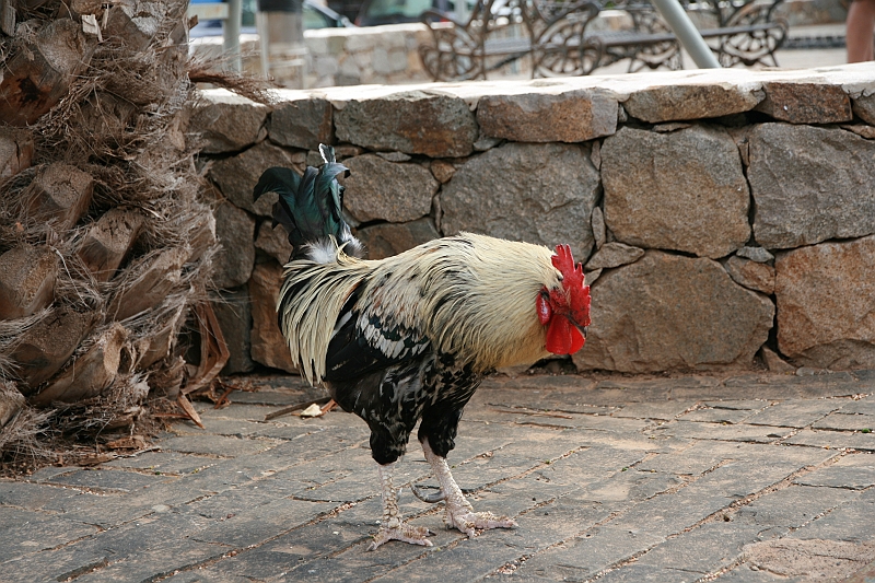 Kanary_2010 156